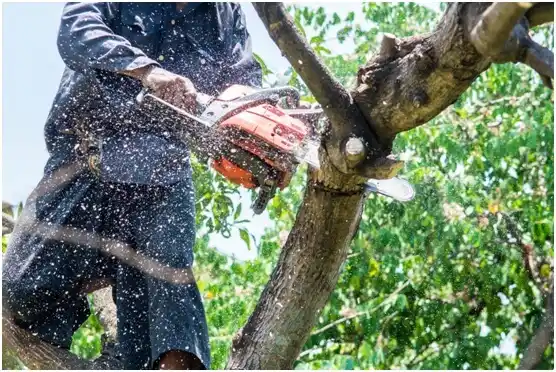 tree services Rainier